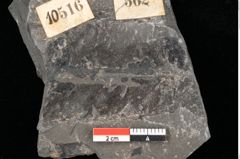 Foto (Detailansicht) von Thaumatopteris muensteri Goeppert (NHMW-GEO-2024-0188-10516)